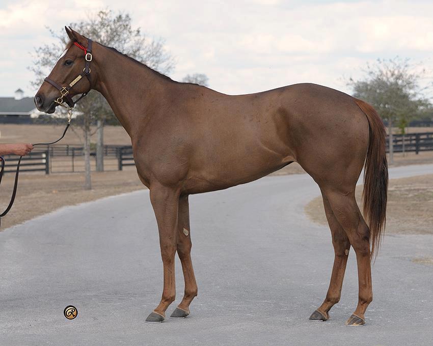 Walter Raspo POLO Magazine Polo Pony breeding polo bloodlines